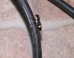 Ctenostoma maculicorne