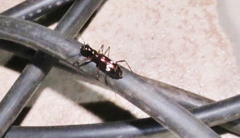 Ctenostoma maculicorne