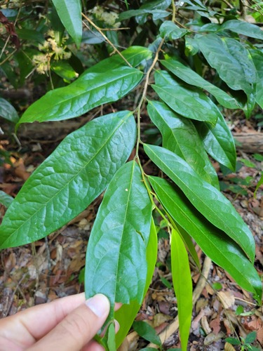 Xanthophyllum vitellinum observed 2026-01-10