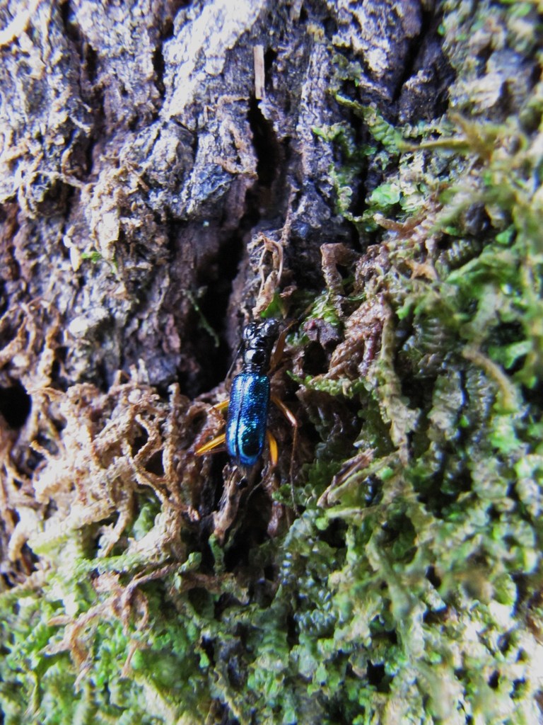 Iresia pulchra
