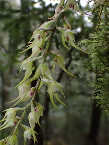 Insulsoides Orchid