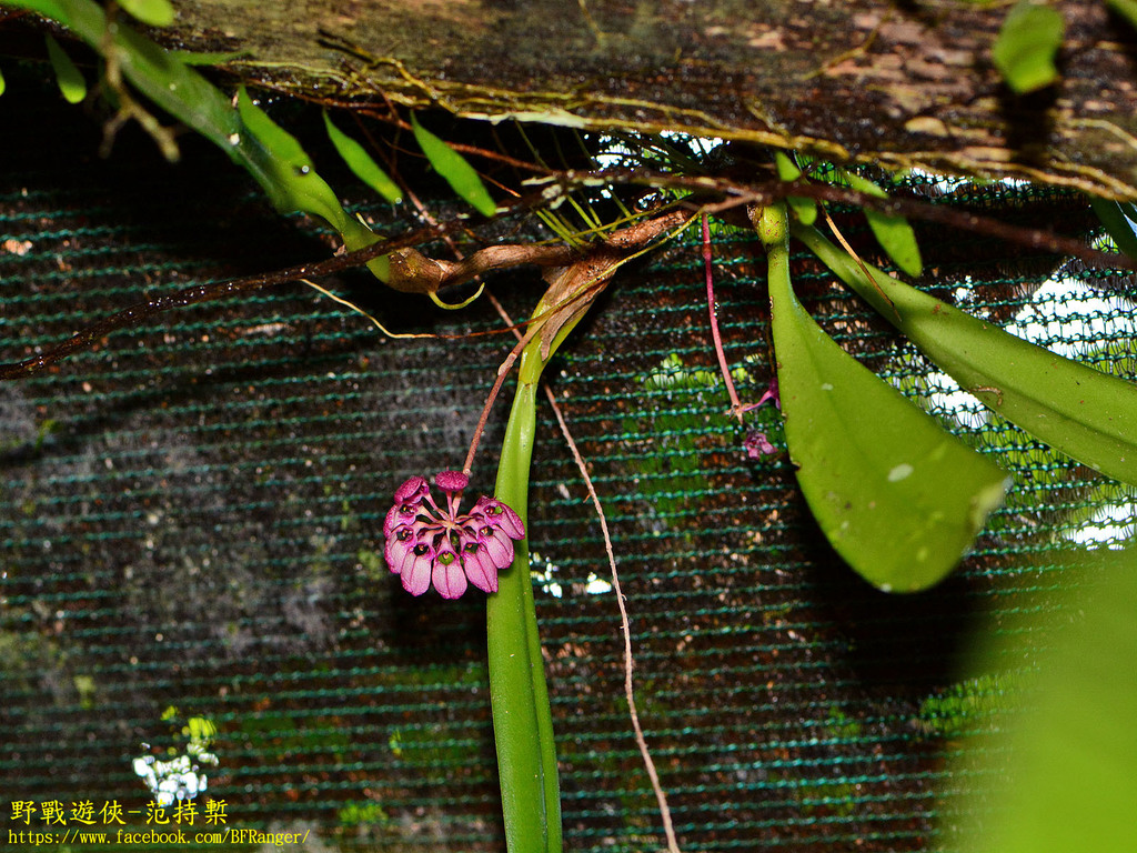 Bulbophyllum trigonopus (Rchb.f.) J.J.Sm.