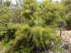 Hakea trifurcata