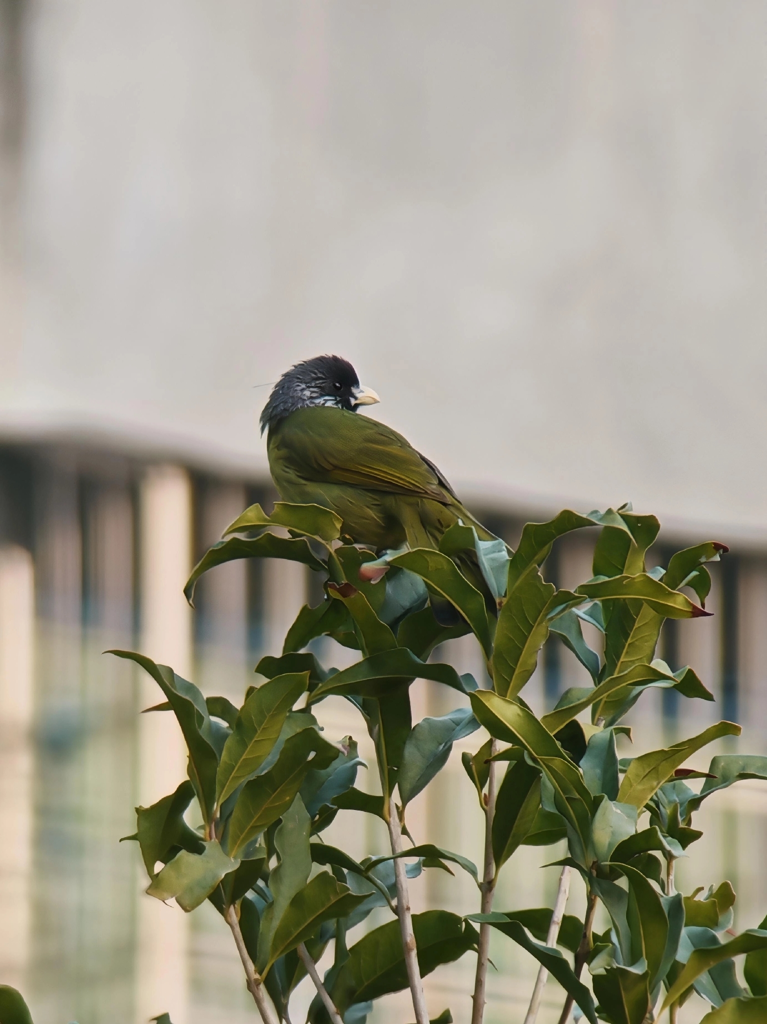 Collared Finchbill (Spizixos semitorques), photo 2