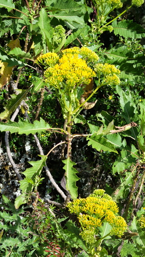 Telanthophora grandifolia, photograph 6
