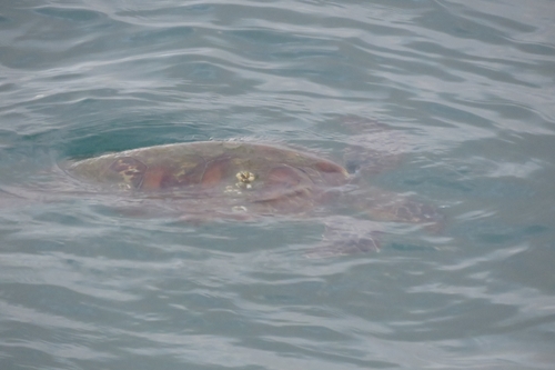Green turtle