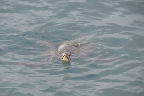 Green turtle