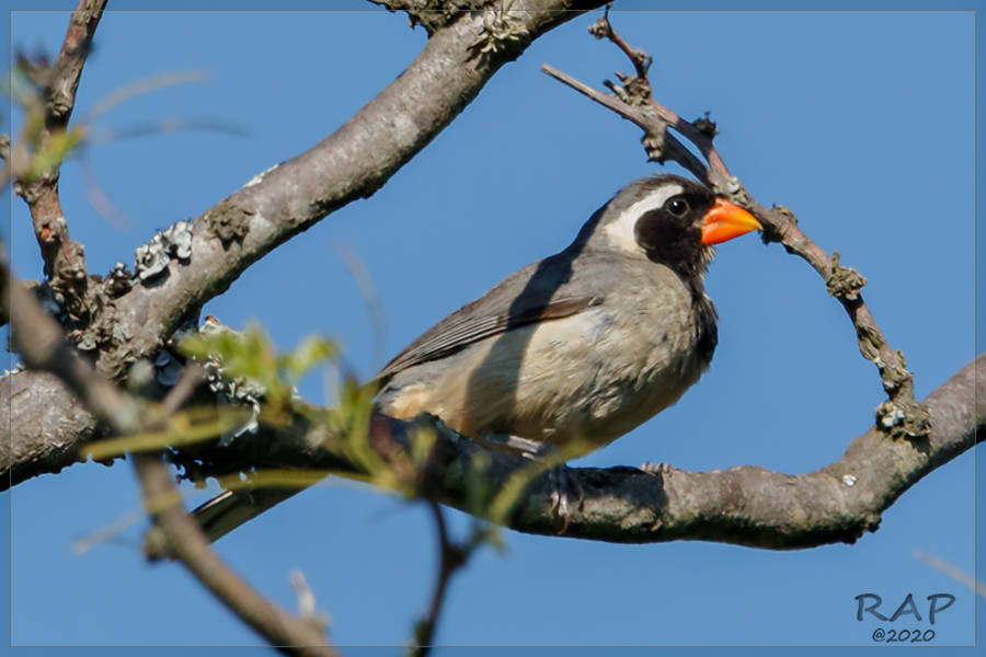 Saltator aurantiirostris iteratus