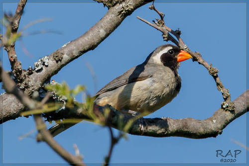 Saltator aurantiirostris iteratus