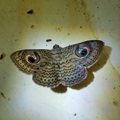 Calliodes pretiosissima