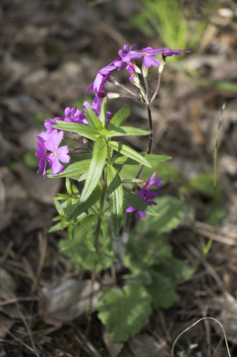 Primula cortusoides, photograph 5