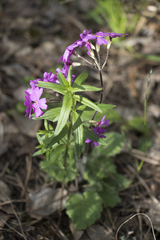 Primula cortusoides, photograph (c) Полина Полежанкина, some rights reserved (CC BY)