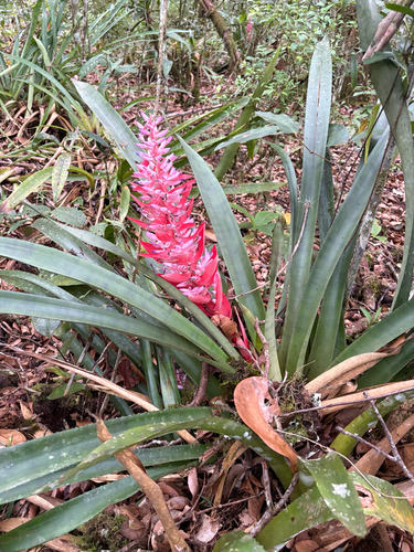 Aechmea vallerandii, photograph 6