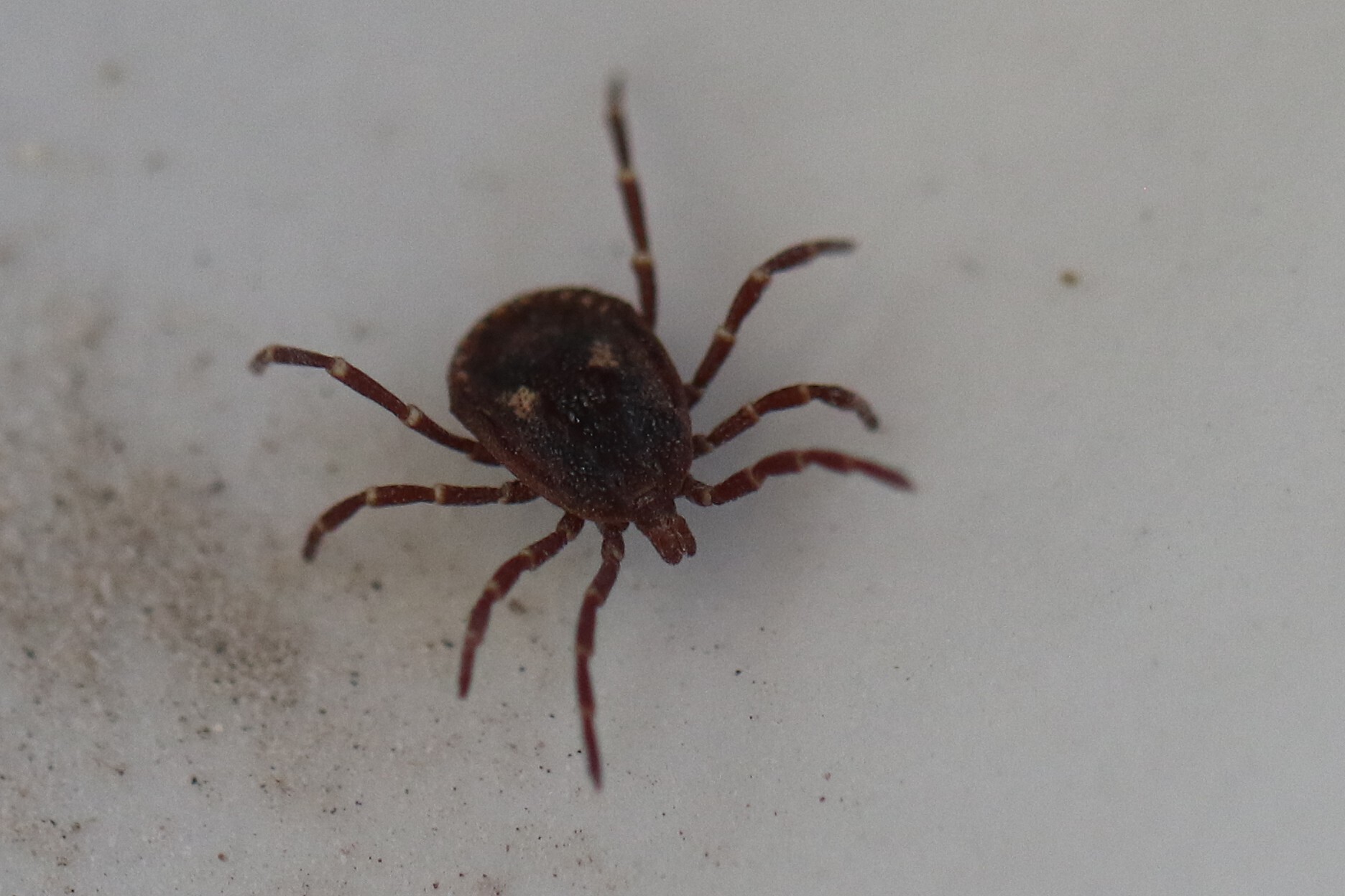 Amblyomma triguttatum Koch, 1844