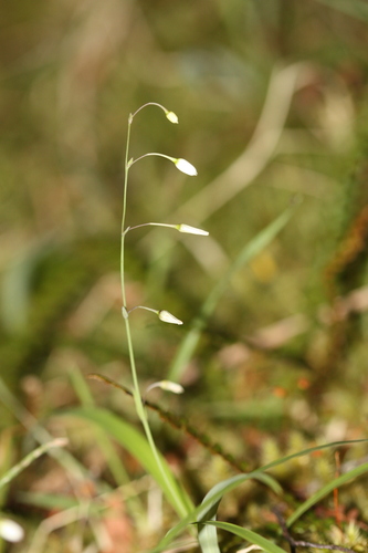 Arthropodium candidum, photograph 3