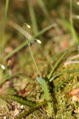 Arthropodium candidum, photograph (c) Juliette Fuehrhop, some rights reserved (CC BY)