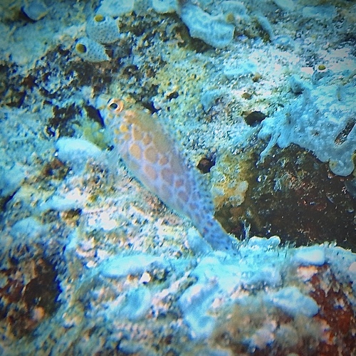 Coral hawkfish (Cirrhitichthys oxycephalus) — Cirrhitidae