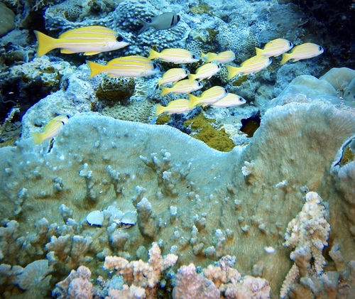 Blue and yellow snapper (Lutjanus kasmira) — Lutjanidae