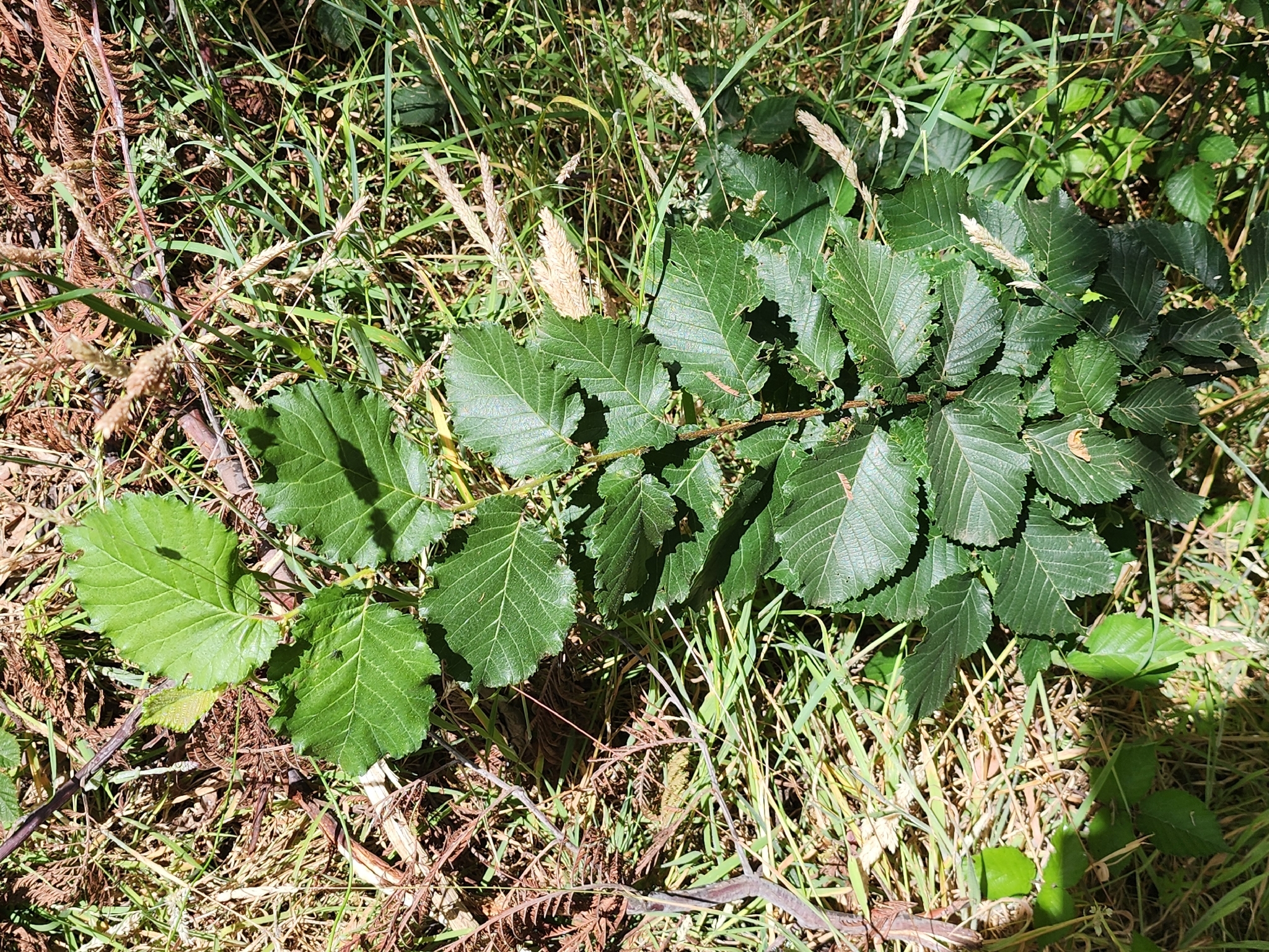 Dutch elm