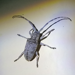 Crossotus stypticus