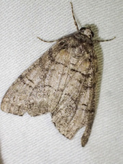 Smyriodes aplectaria
