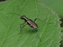 Odontocheila iodopleura