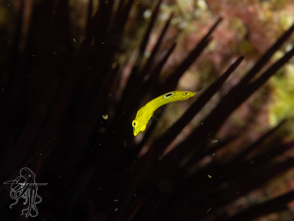 Canary wrasse (Halichoeres chrysus) — Labridae