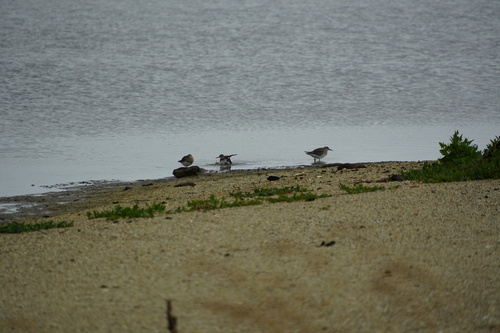 Sharp-tailed Sandpiper (Calidris acuminata), photo 4