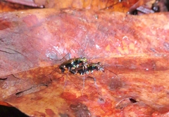 Odontocheila iodopleura