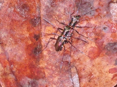 Odontocheila iodopleura