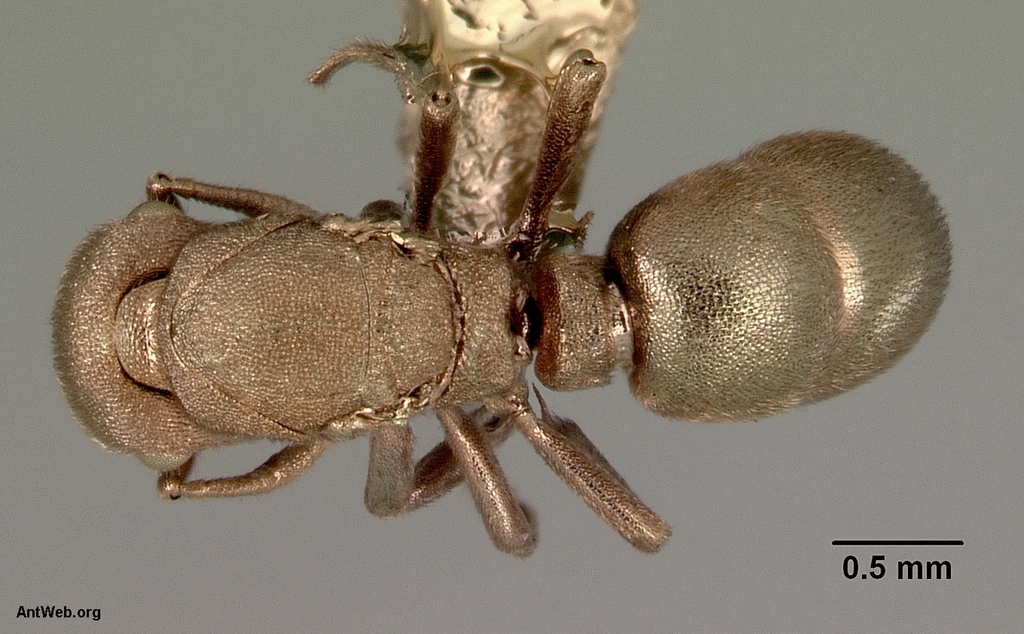 Aulacopone