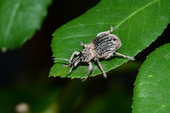 Leptopius robustus