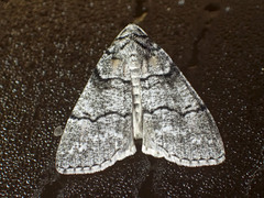 Smyriodes aplectaria