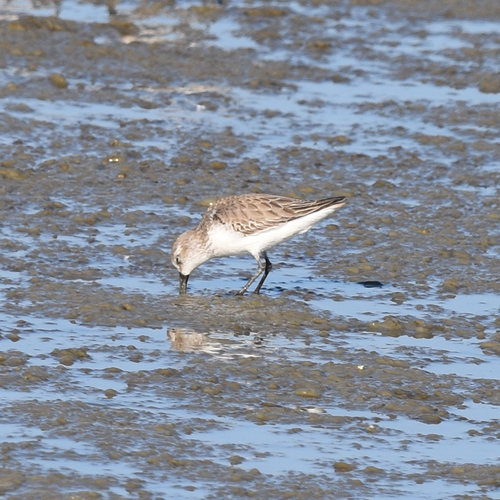 Western Sandpiper (Calidris mauri), photo 6