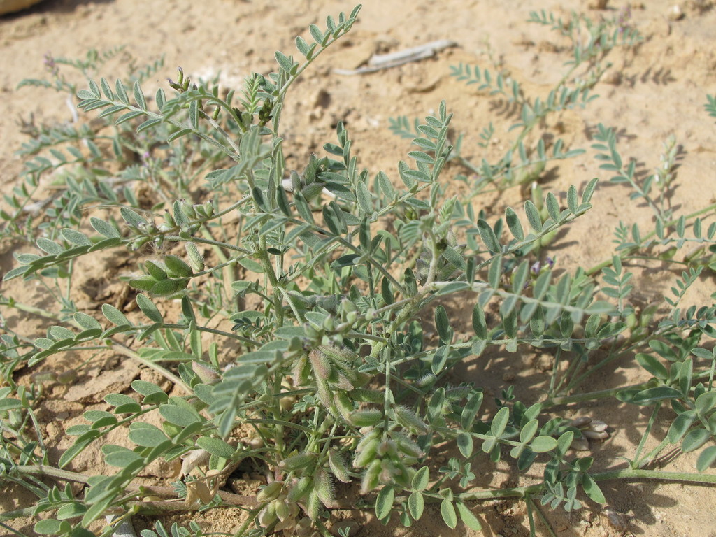 Podlechiella