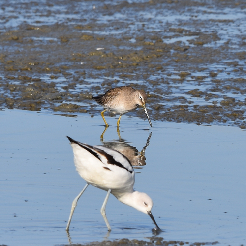 Long-billed Dowitcher (Limnodromus scolopaceus), photo 5