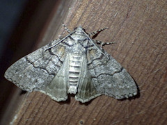Smyriodes aplectaria