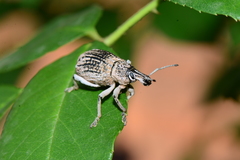 Leptopius robustus