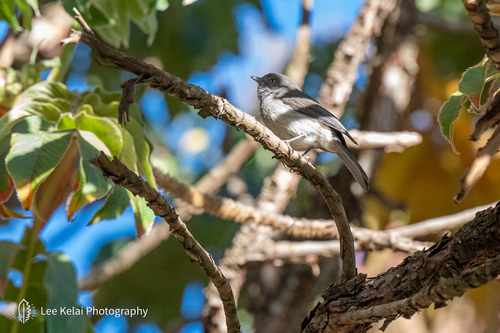 iNaturalist image