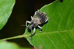 Leptopius robustus