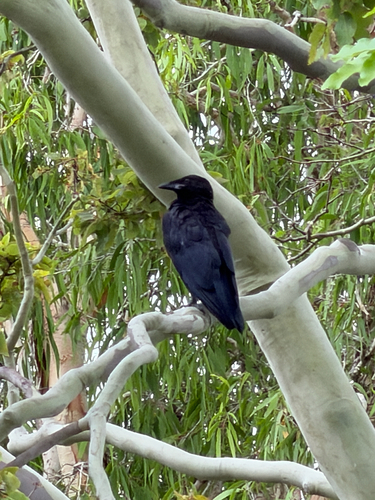 Torresian Crow (Corvus orru), photo 7