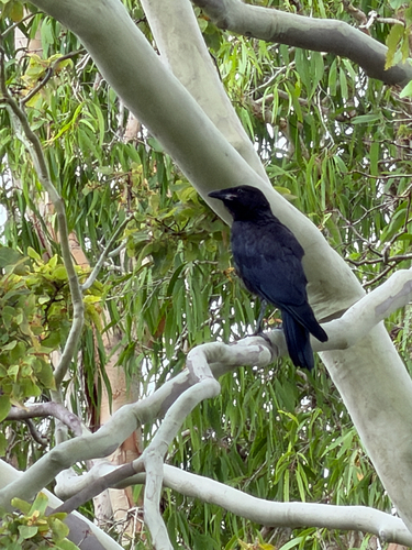 Torresian Crow (Corvus orru), photo 6