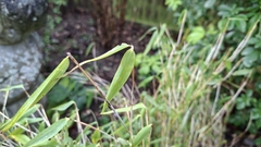 Fargesia murielae, photograph author not stated, no rights reserved