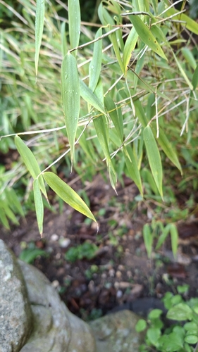 Fargesia murielae, photograph 4