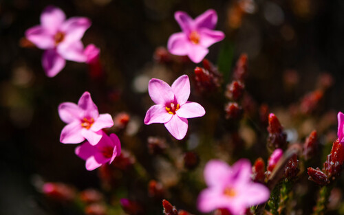 Pink Mountainbranch (Thamnea massoniana)