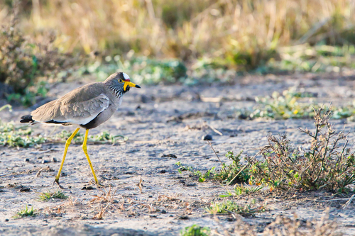 iNaturalist: (c) Nicola, some rights reserved (CC BY-NC), uploaded by Nicola iNaturalist image