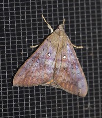 Oxyodes tricolor