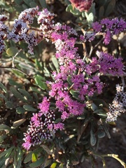 Limonium ramosissimum