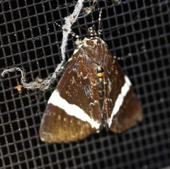 Coenotoca subaspersa