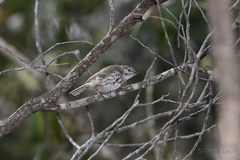 Ramsayornis fasciatus